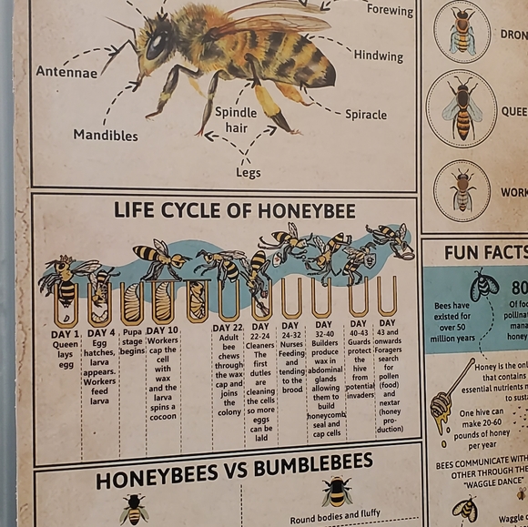 Spring & Fall Honey for sale! - Picture 14 of 15
